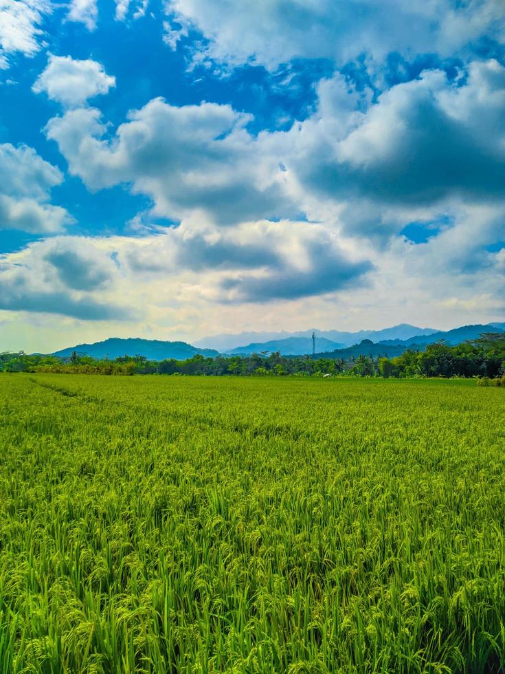 Landscape of wheat field farm field and blue sky. photo