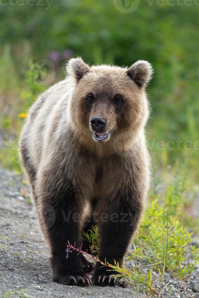 Terrible wild brown bear walking in summer forest photo