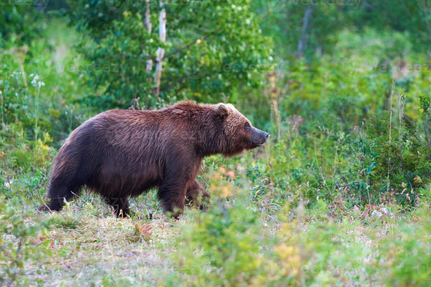 Brown bear in natural habitat, walks in summer forest photo