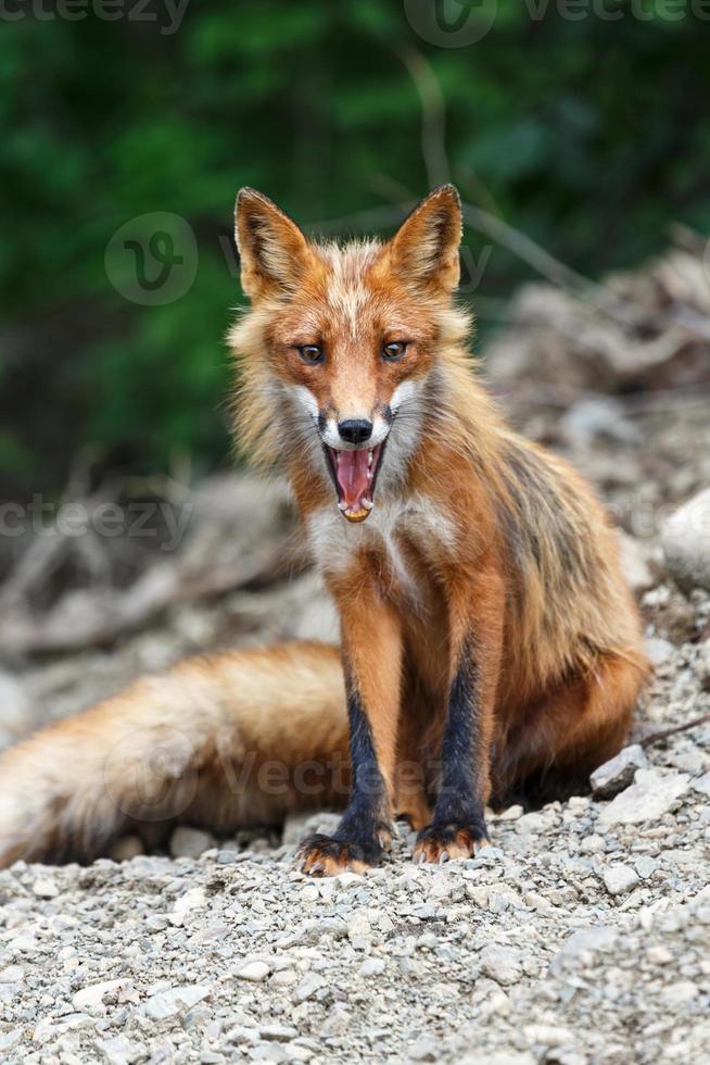 Beautiful red fox sitting on the stones photo