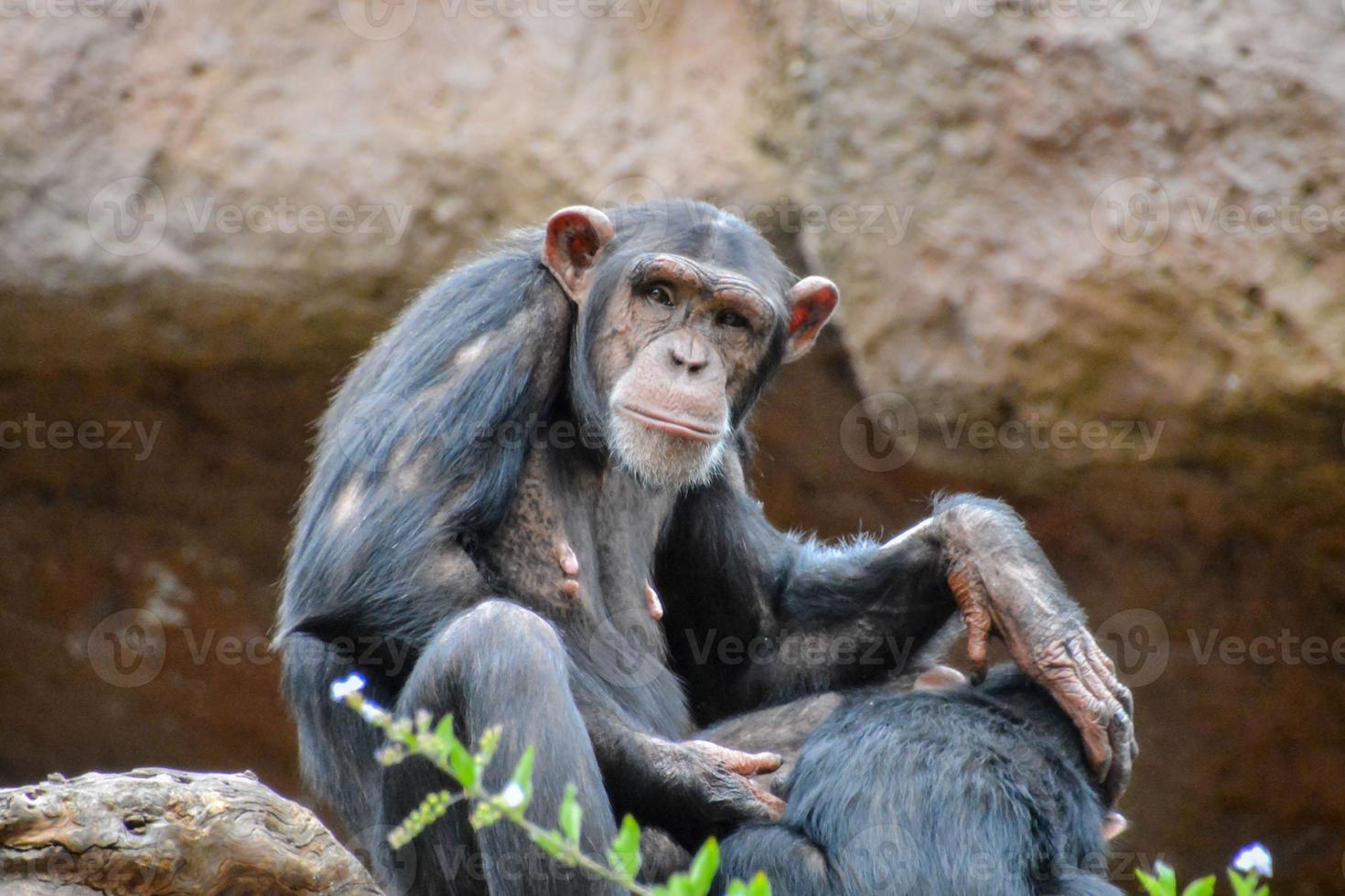 Chimpanzee at the zoo photo