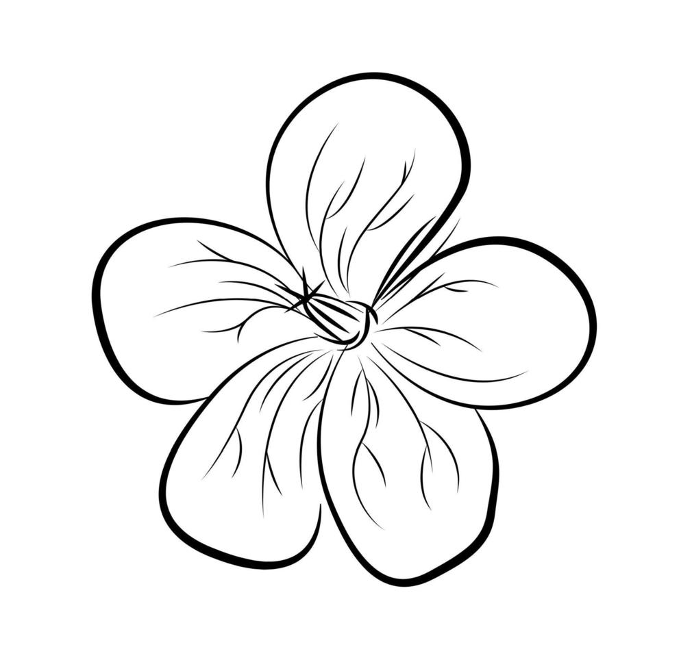 Geranium. Hand drawn vector illustration.