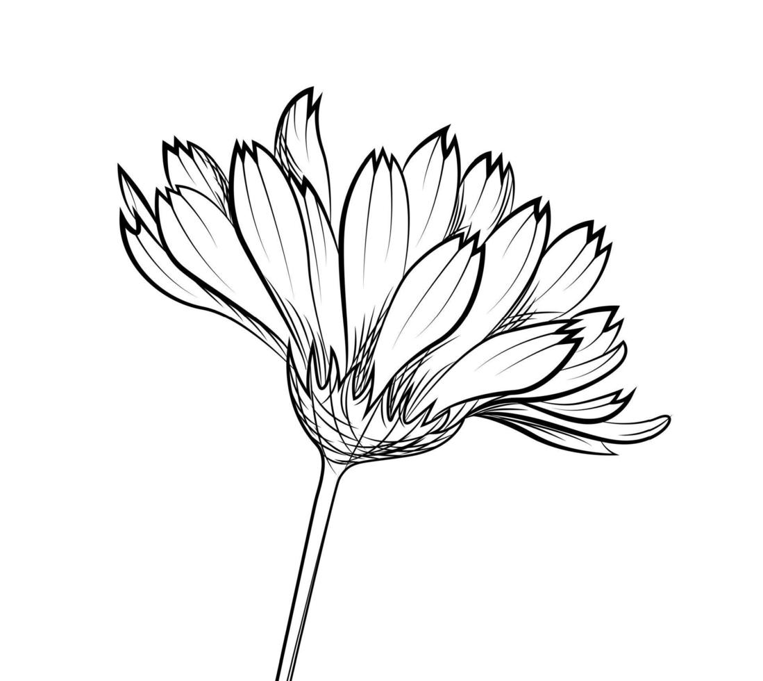 Calendula. Hand drawn vector illustration.