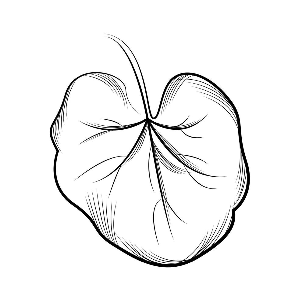 Geranium. Hand drawn vector illustration.