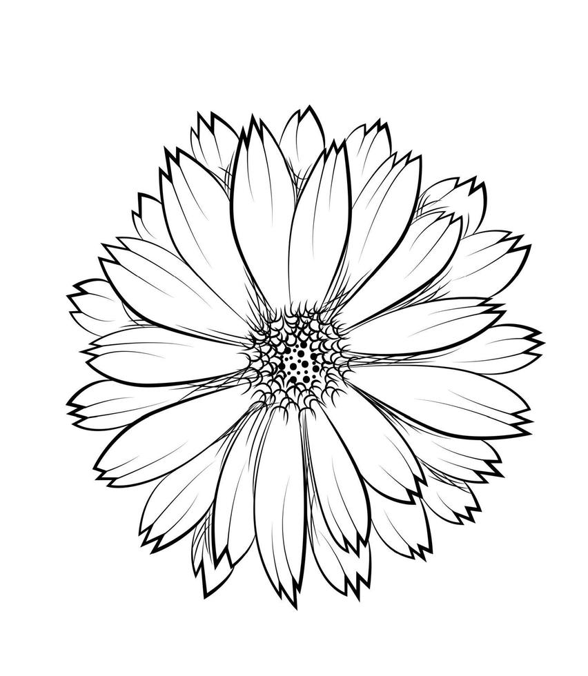 Calendula. Hand drawn vector illustration.