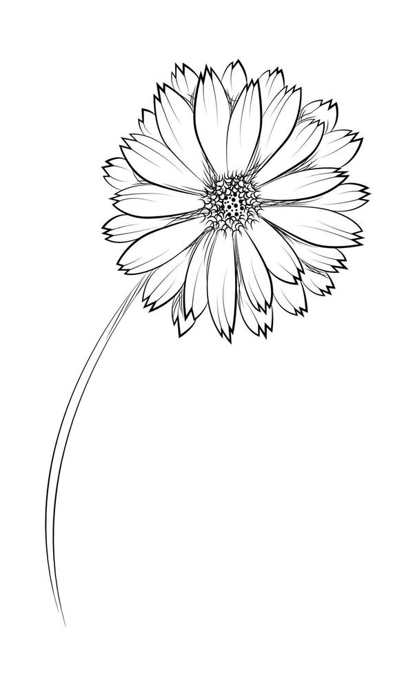 Calendula. Hand drawn vector illustration.