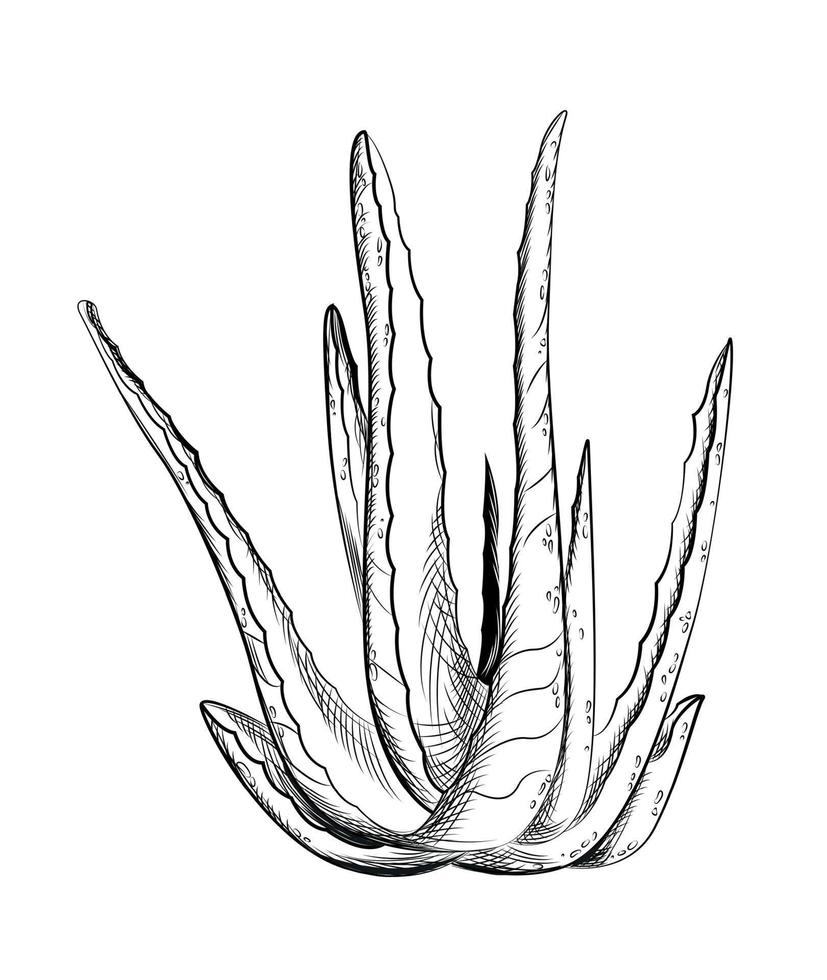 Aloe vera. Hand drawn vector illustration
