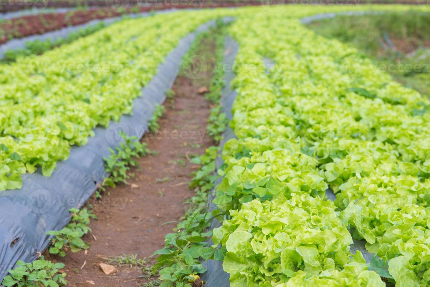 vegetales cultivo y plantación foto