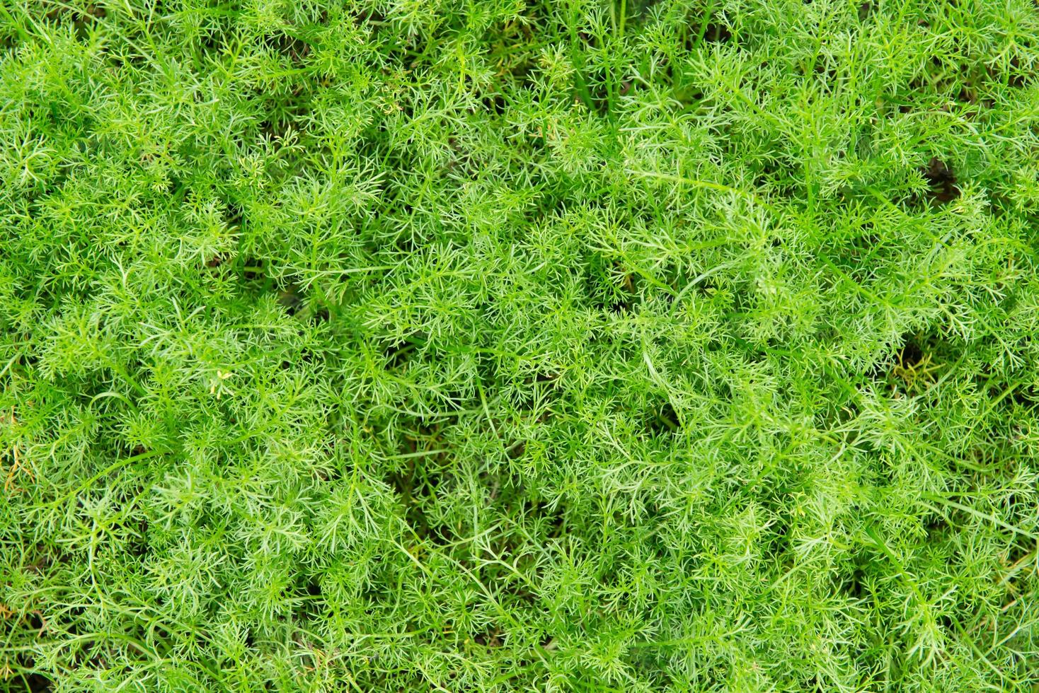 Green plant as a Chamomile lawn photo