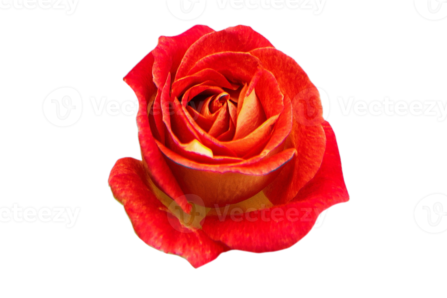 Red rose flower isolated on a transparent background png