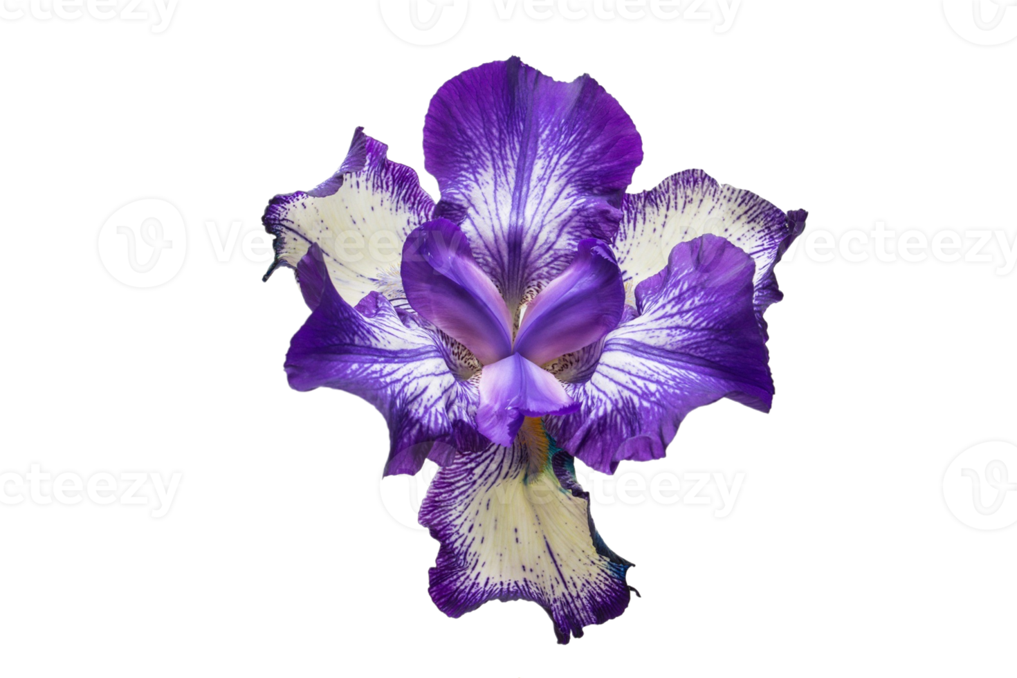 violet fleur isolé sur une transparent Contexte png