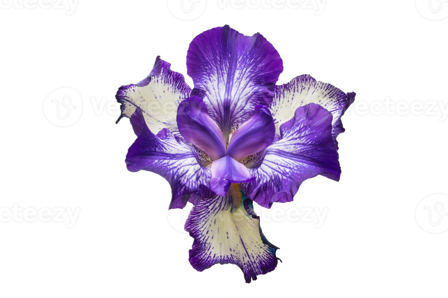 lila blomma isolerat på en transparent bakgrund png