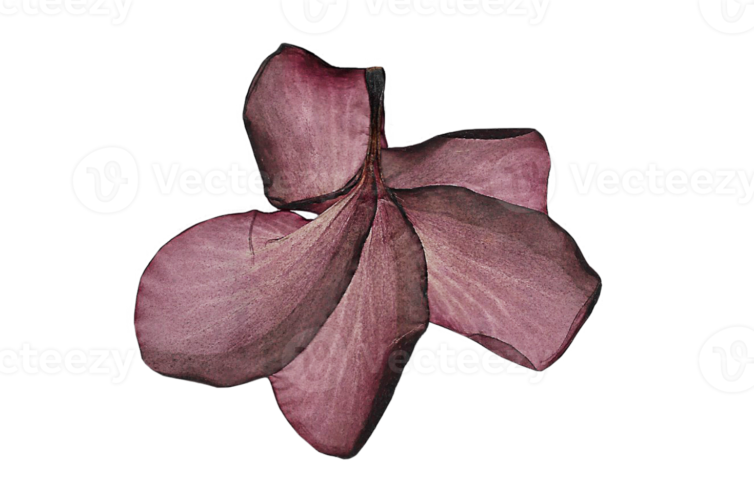 púrpura flor aislado en un transparente antecedentes png