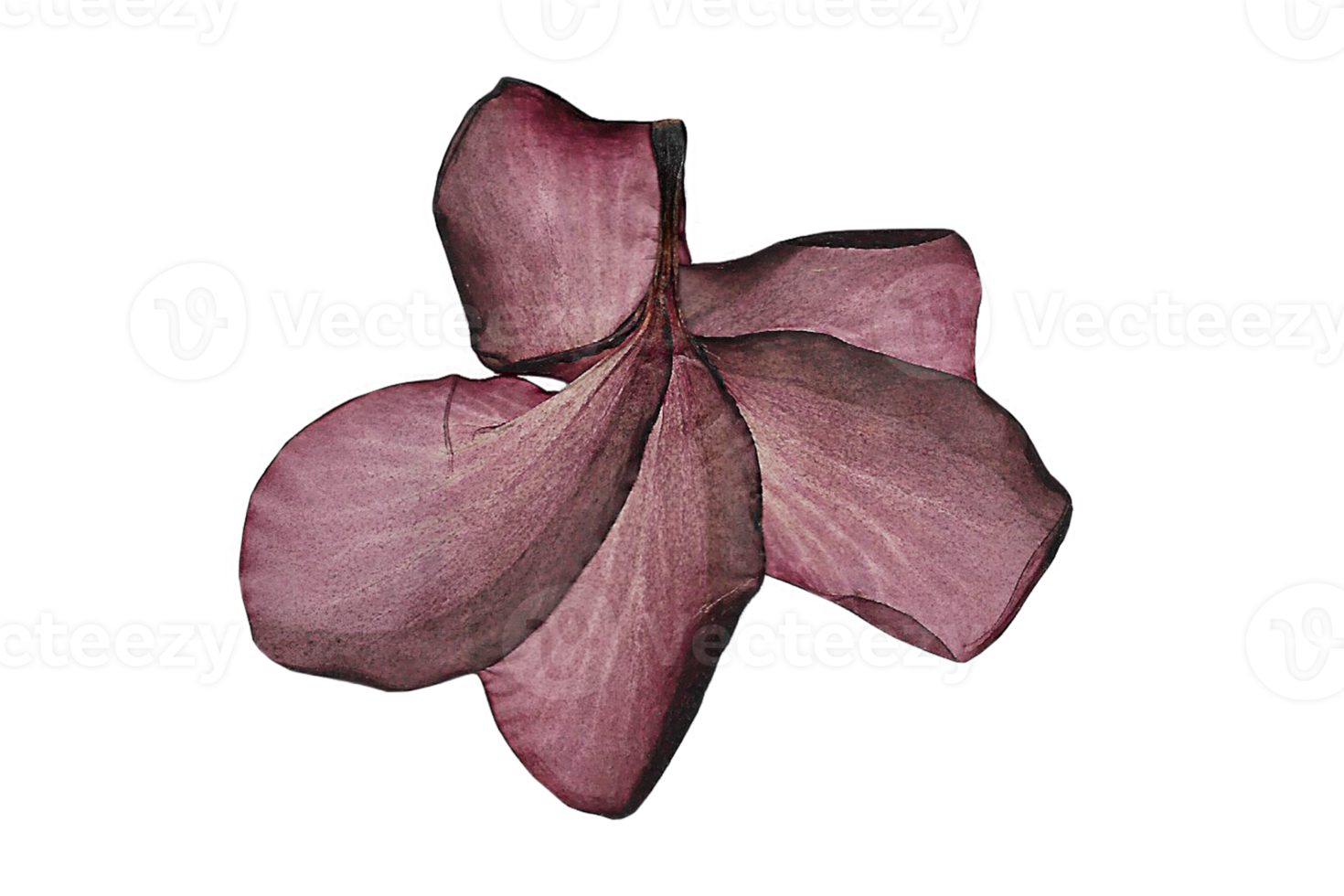 Purple flower isolated on a transparent background png