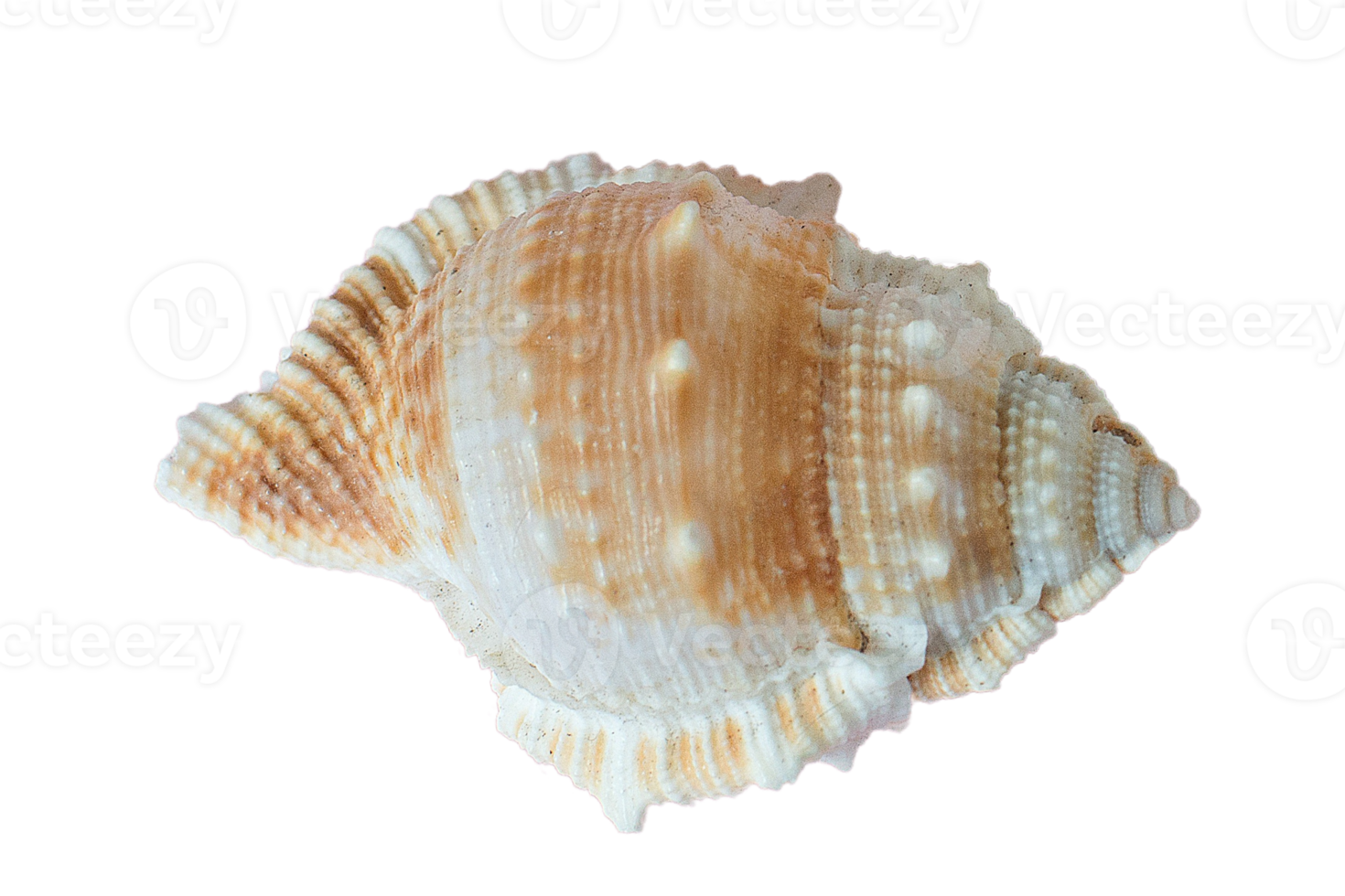 Seashell decoration isolated on a transparent background png