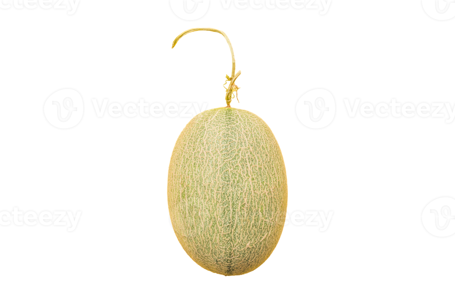 Melon fruit isolated on a transparent background png