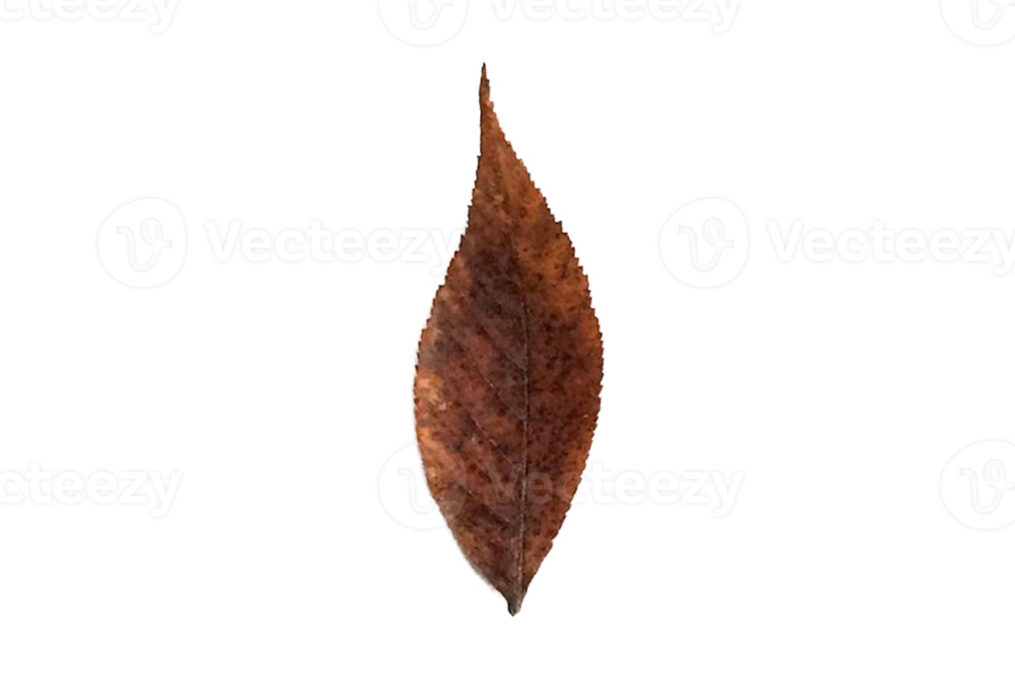 Brown dried leaf isolated on a transparent background png