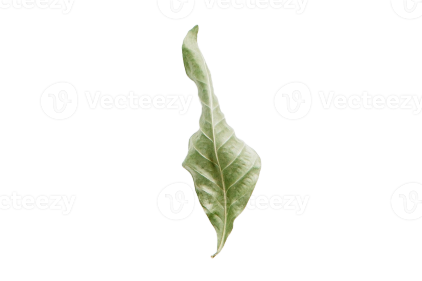 vert séché feuille isolé sur une transparent Contexte png