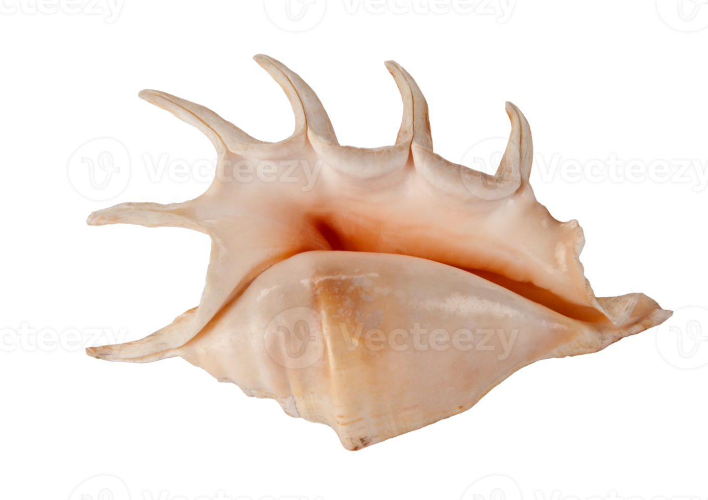 Seashell decoration isolated on a transparent background png