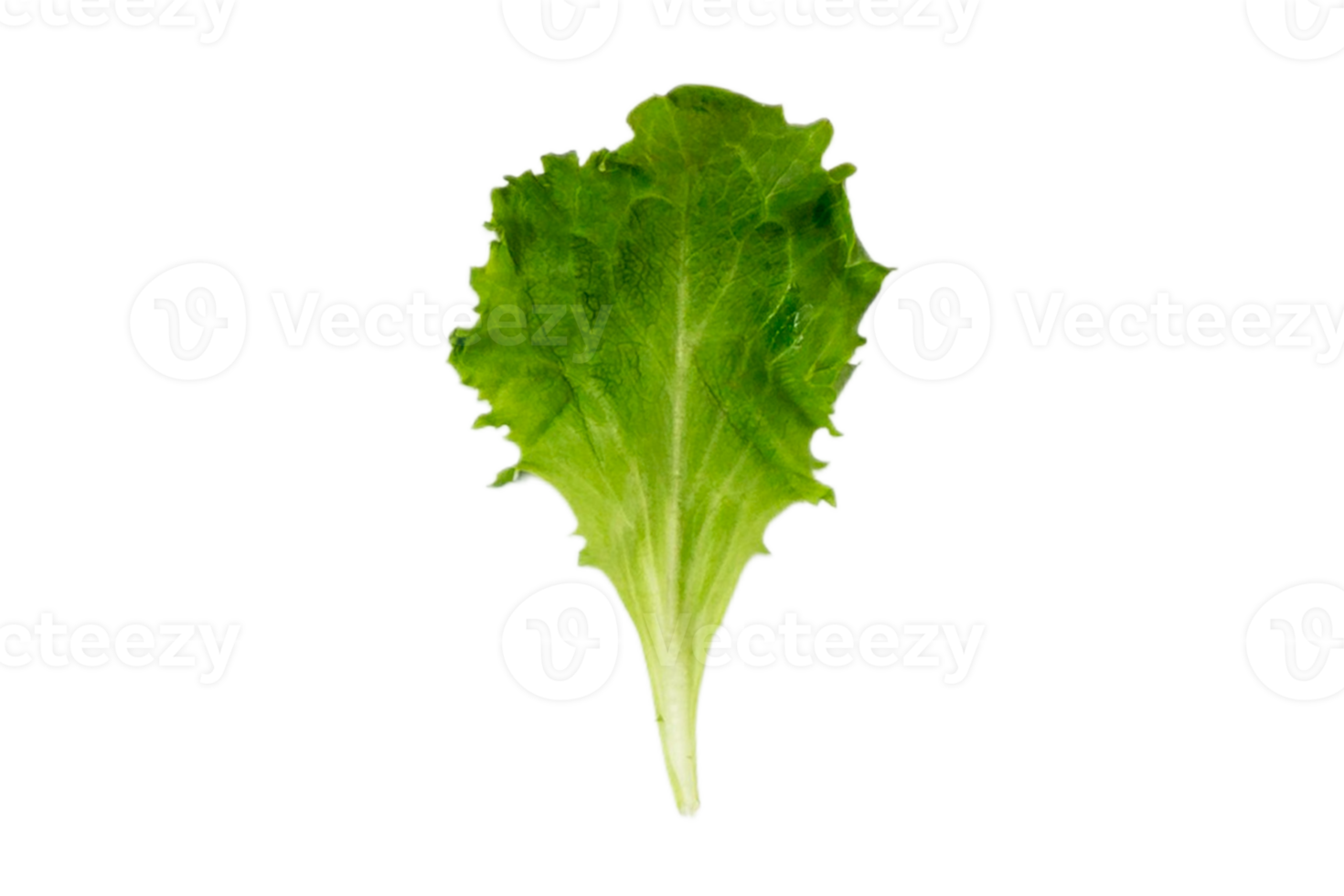 Lettuce leaf isolated on a transparent background png