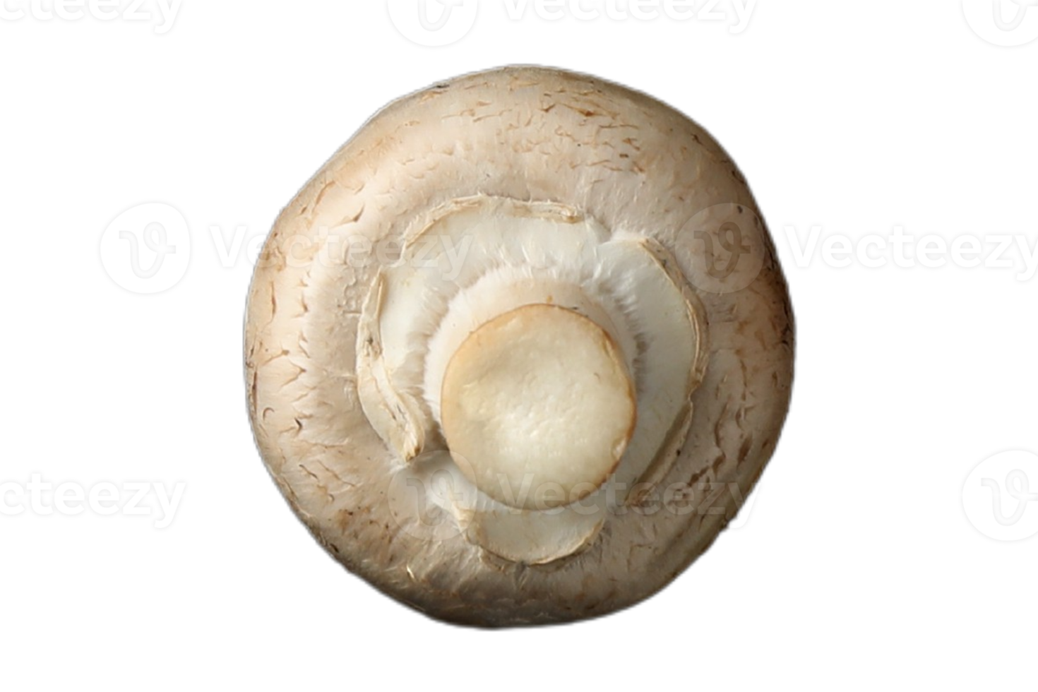Mushroom isolated on a transparent background png