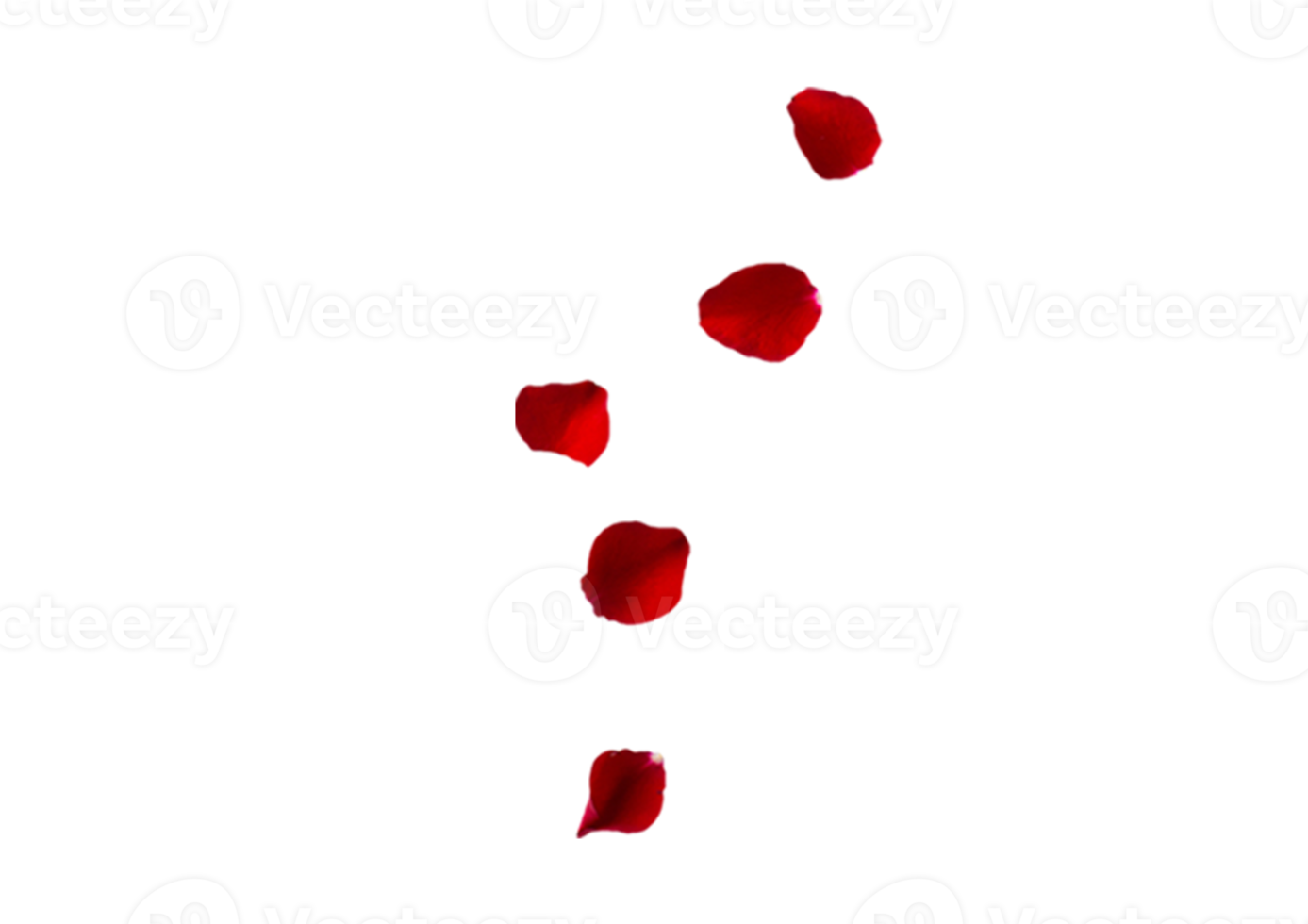 Red petals isolated on a transparent background png