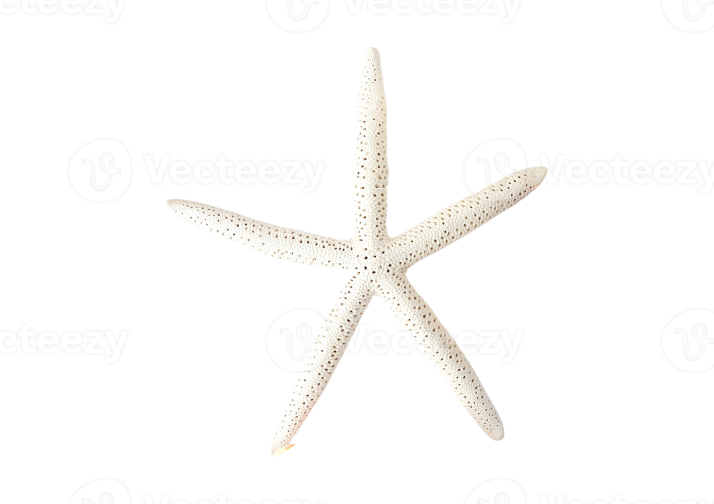 White starfish isolated on a transparent background png