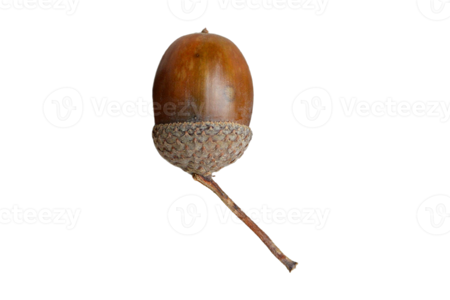 Walnut isolated on a transparent background png