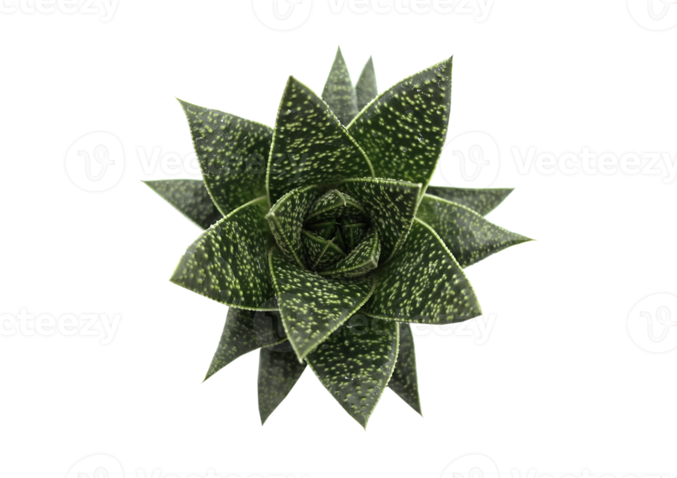 vert plante isolé sur une transparent Contexte png