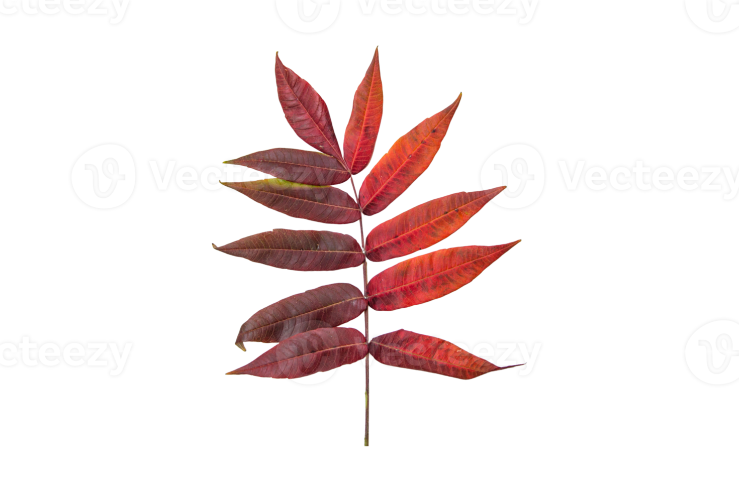 Red Leaves Isolated On A Transparent Background 22025035 PNG leaves-red-leaves-leaf-red-leaves-png-transparent-clipart-image-and