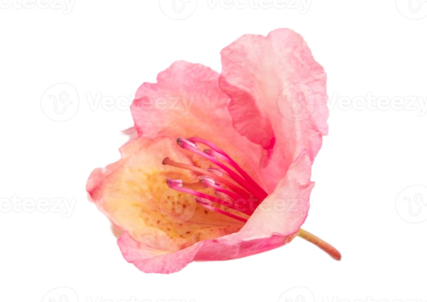 Rose fleur isolé sur une transparent Contexte png