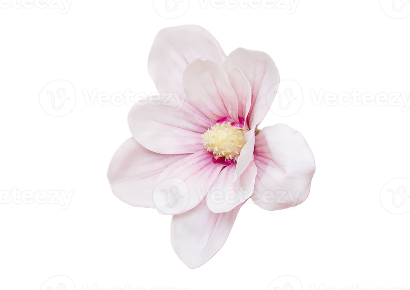 White flower isolated on a transparent background png