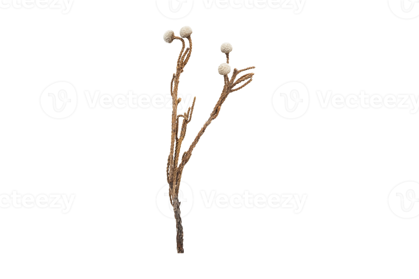 Dried plant isolated on a transparent background png