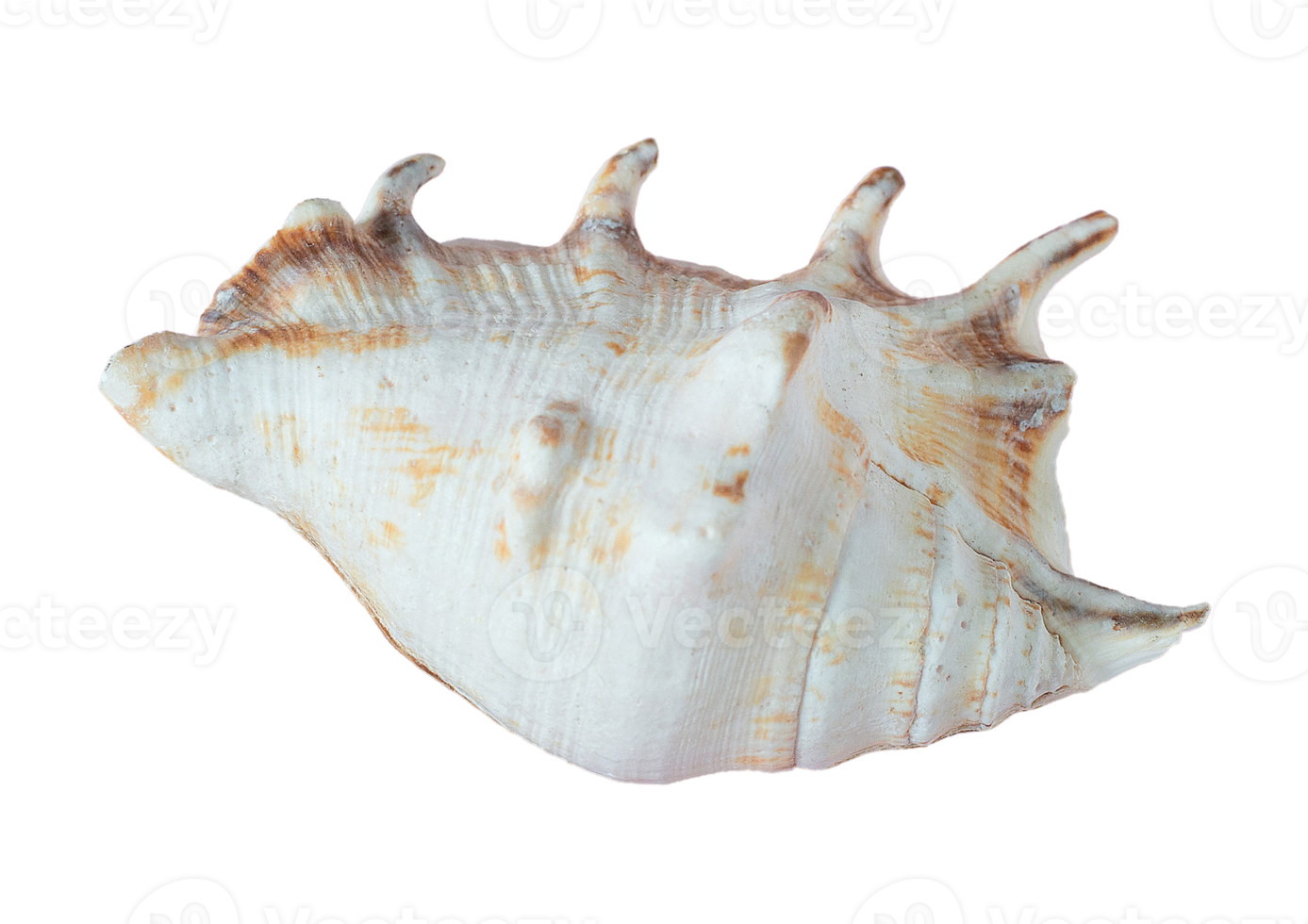 Seashell decoration isolated on a transparent background png