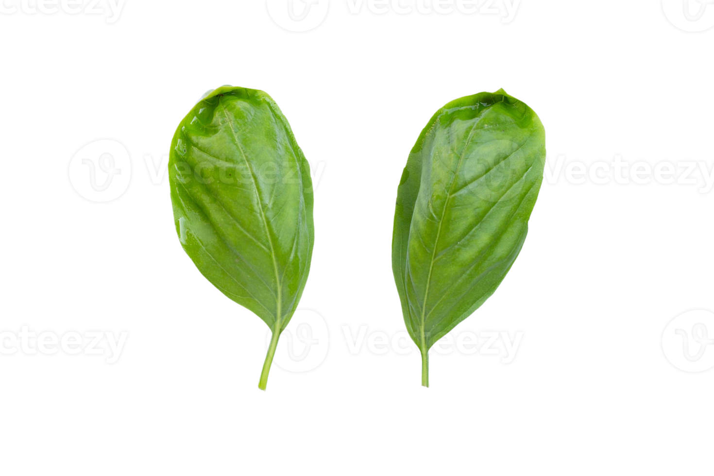 Fresh basil leaves isolated on a transparent background png