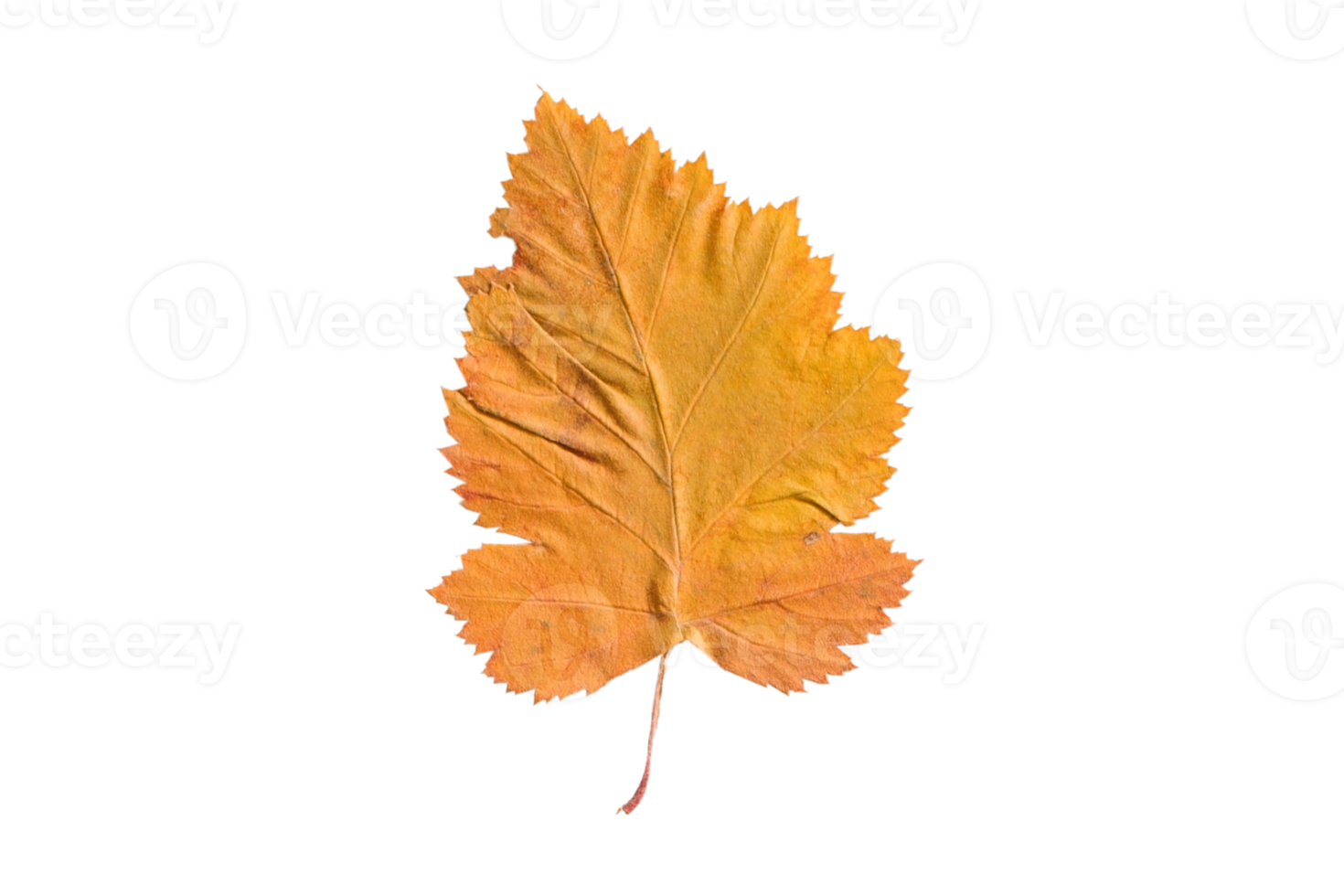 Yellow leaf isolated on a transparent background png