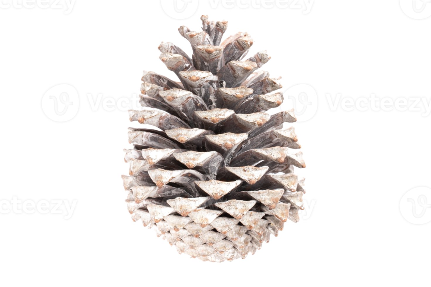 White christmas pine cone isolated on a transparent background png