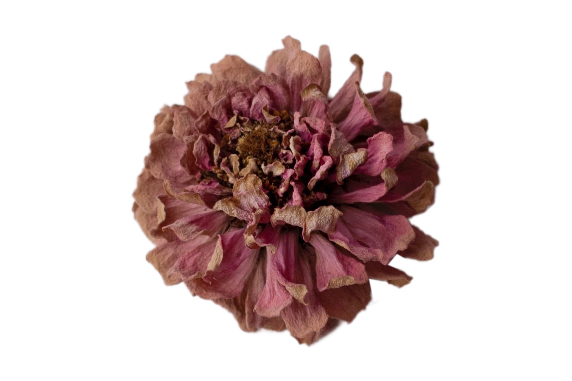 Red dried flower isolated on a transparent background 22025139 PNG