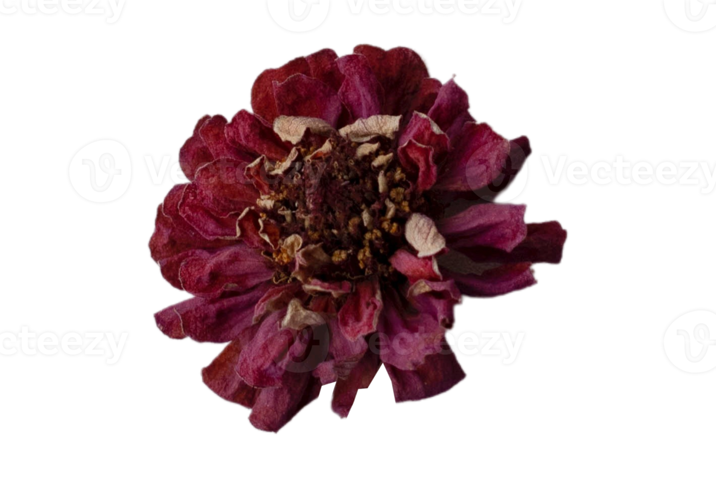 Red flower isolated on a transparent background png