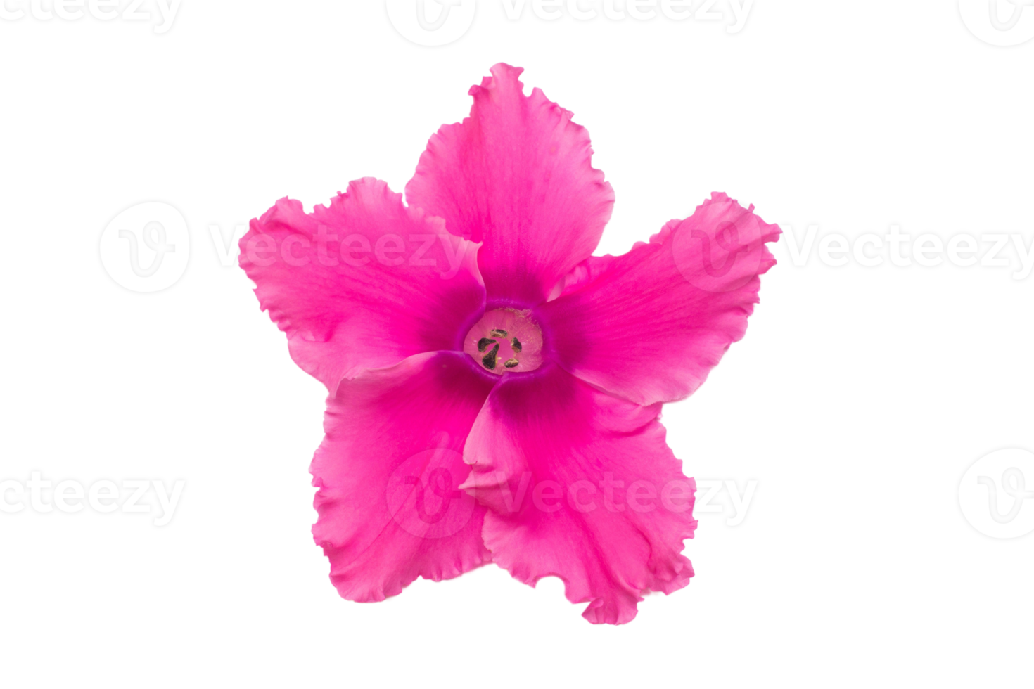 röd blomma isolerat på en transparent bakgrund png