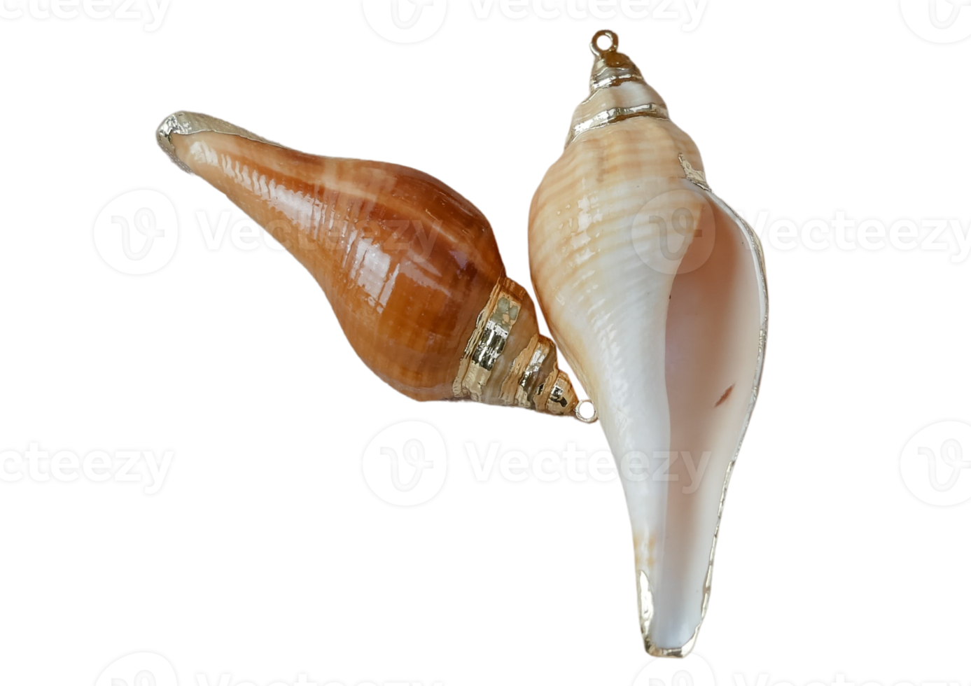 Beige sea shell isolated on a transparent background png