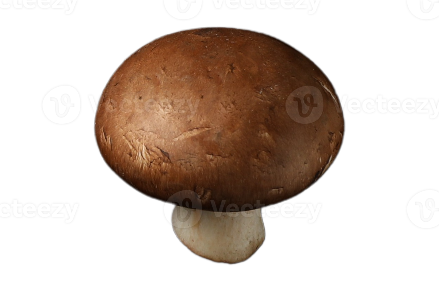 Mushroom isolated on a transparent background png