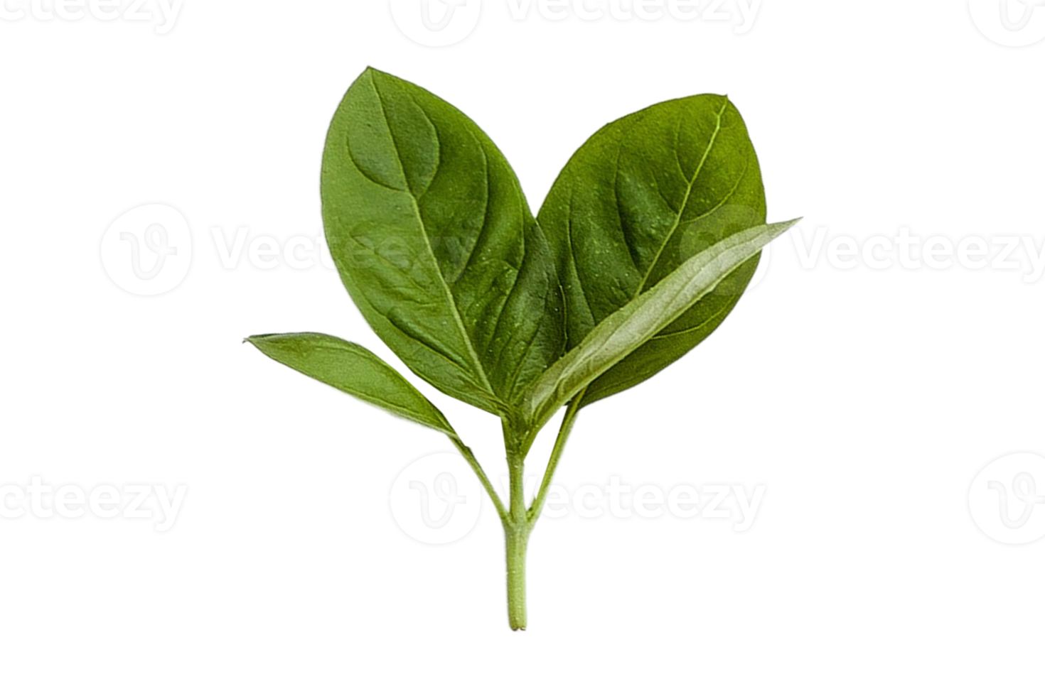 Fresh basil isolated on a transparent background png