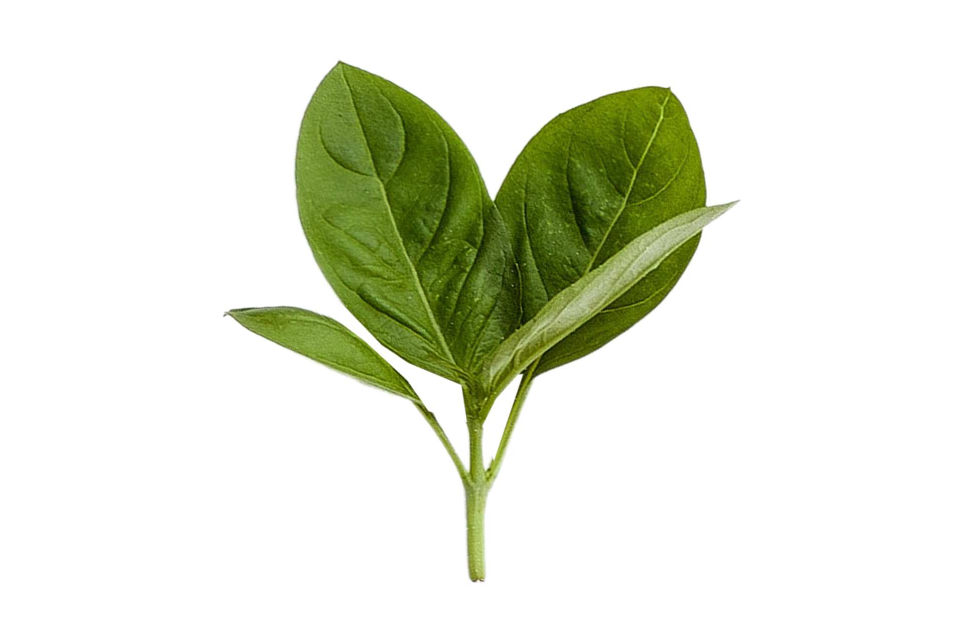 Fresh basil isolated on a transparent background 22025169 PNG