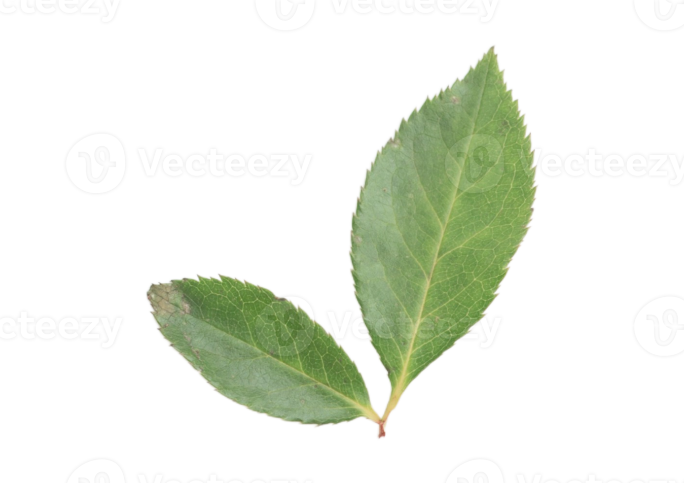 Flower leaves isolated on a transparent background png