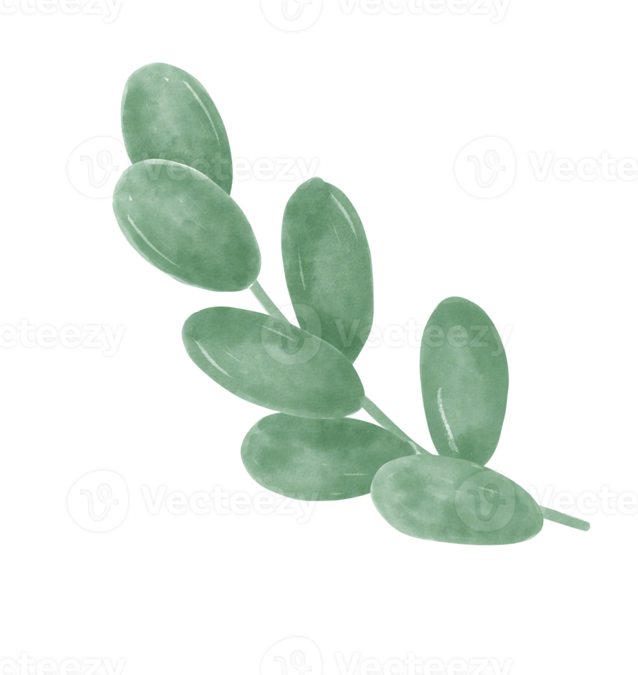 cute green Eucalyptus leaf cartoon watercolour png