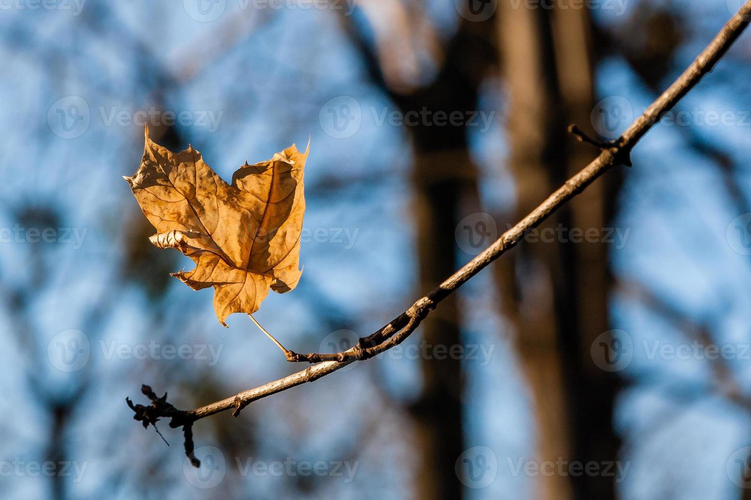Autumn leaves on a branch in the sunlight close-up photo