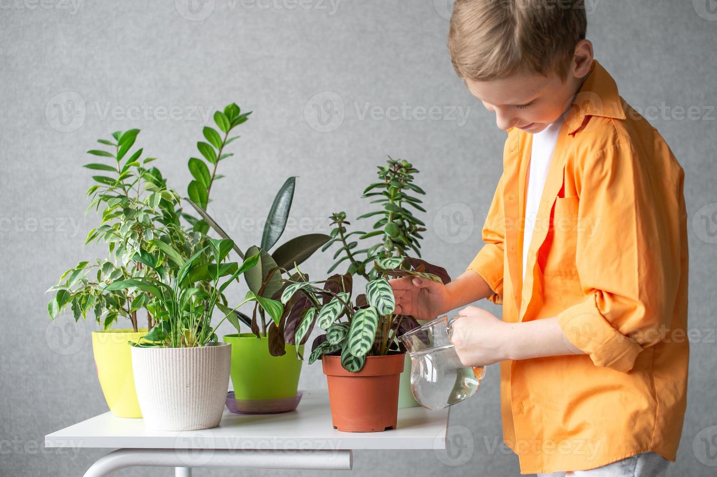 A cute boy takes care of indoor green plants. Watering flowers photo