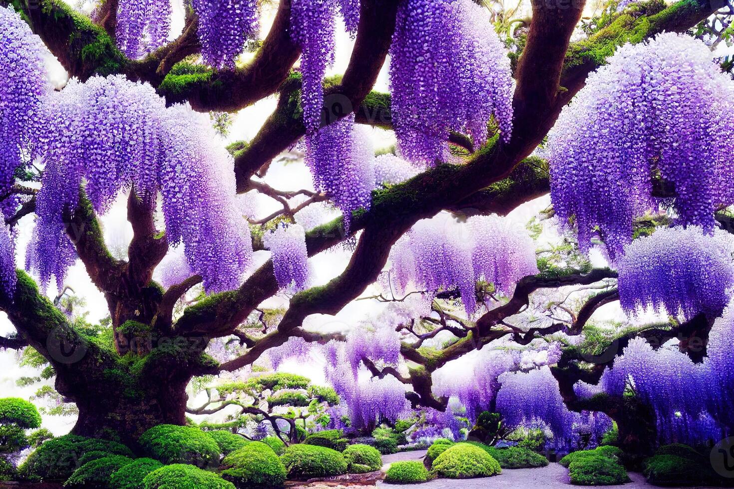 illustration of old wisteria trees in japan photo