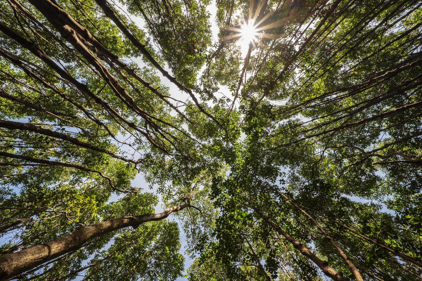 gusano ojo ver con el arboles en el profundo bosque foto